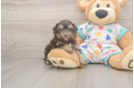 Cute Havapoo Baby