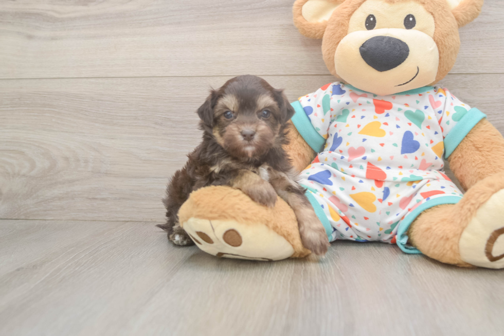 Cute Havapoo Baby