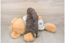 Havapoo Pup Being Cute