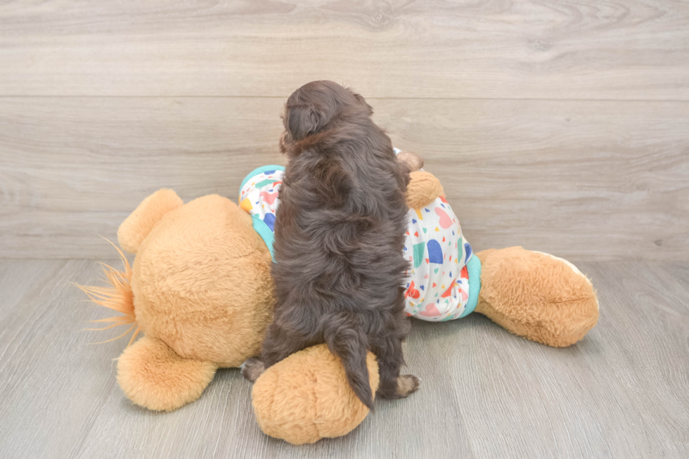 Havapoo Pup Being Cute