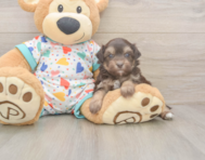 8 week old Havapoo Puppy For Sale - Seaside Pups