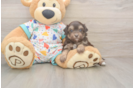 Adorable Havadoodle Poodle Mix Puppy