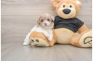 Adorable Havadoodle Poodle Mix Puppy