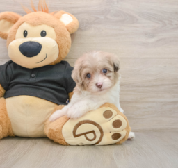 8 week old Havapoo Puppy For Sale - Seaside Pups