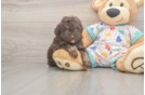 Energetic Havadoodle Poodle Mix Puppy
