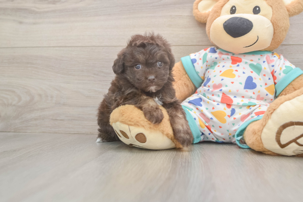 Energetic Havadoodle Poodle Mix Puppy
