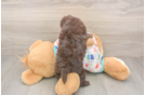 Smart Havapoo Poodle Mix Pup