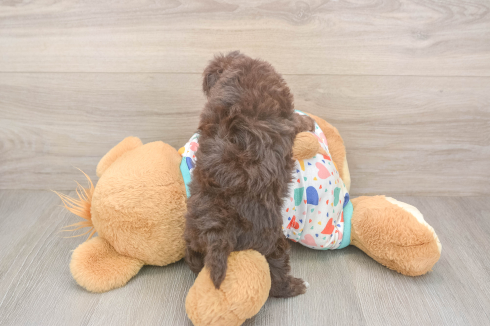 Smart Havapoo Poodle Mix Pup