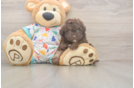 Havapoo Pup Being Cute