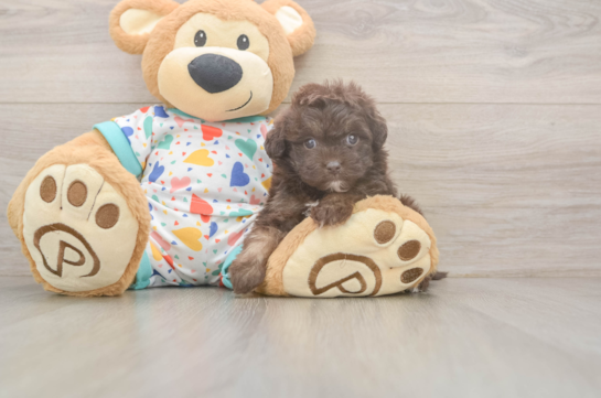 Havapoo Pup Being Cute