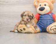 8 week old Havapoo Puppy For Sale - Seaside Pups