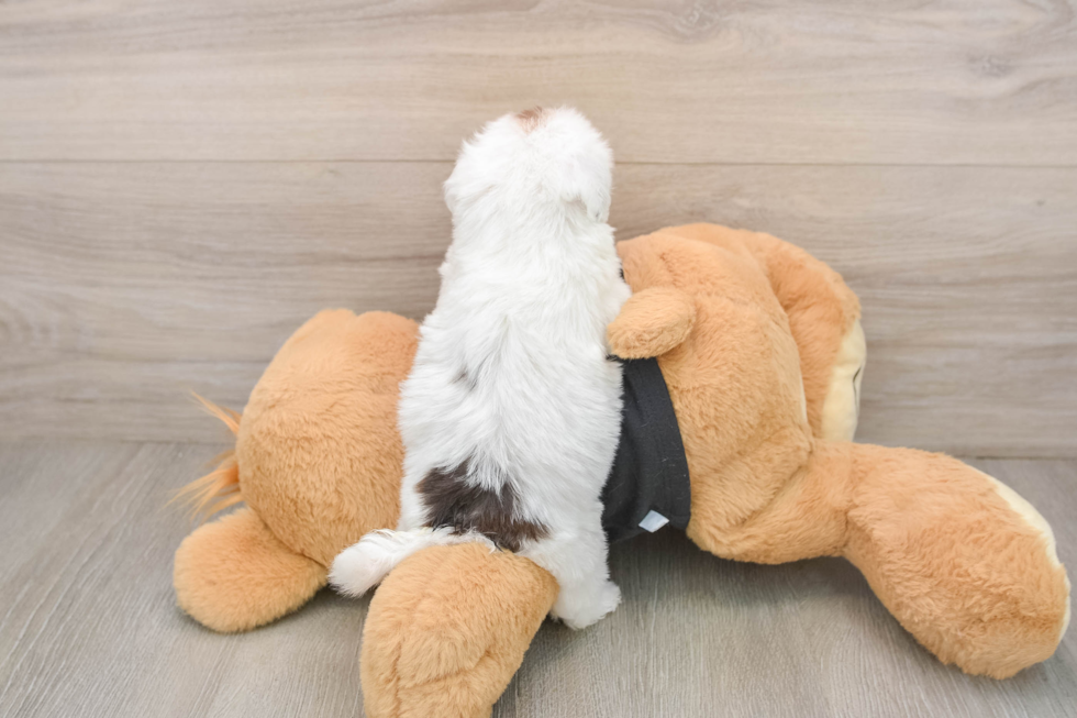 Havapoo Puppy for Adoption