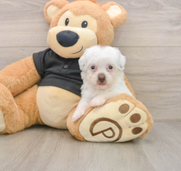 8 week old Havapoo Puppy For Sale - Seaside Pups