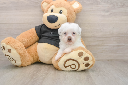 Hypoallergenic Havadoodle Poodle Mix Puppy