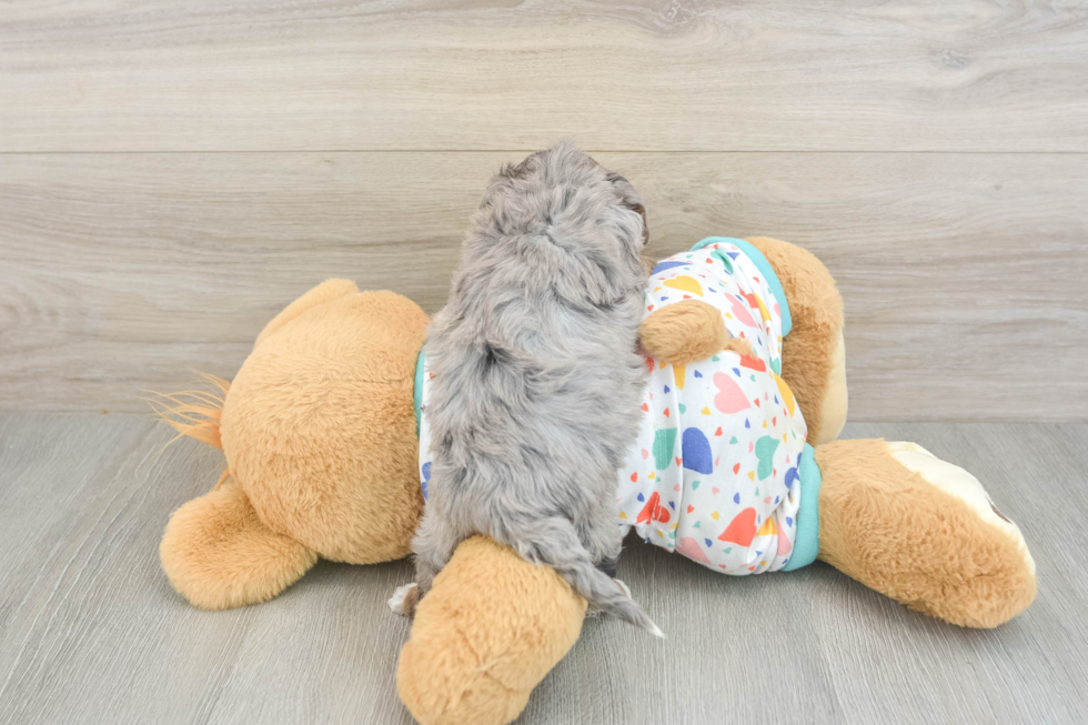 Popular Havapoo Poodle Mix Pup