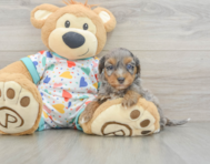 8 week old Havapoo Puppy For Sale - Seaside Pups