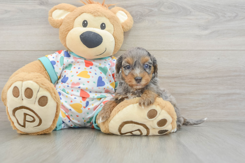 6 week old Havapoo Puppy For Sale - Seaside Pups
