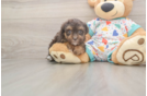 Energetic Havadoodle Poodle Mix Puppy