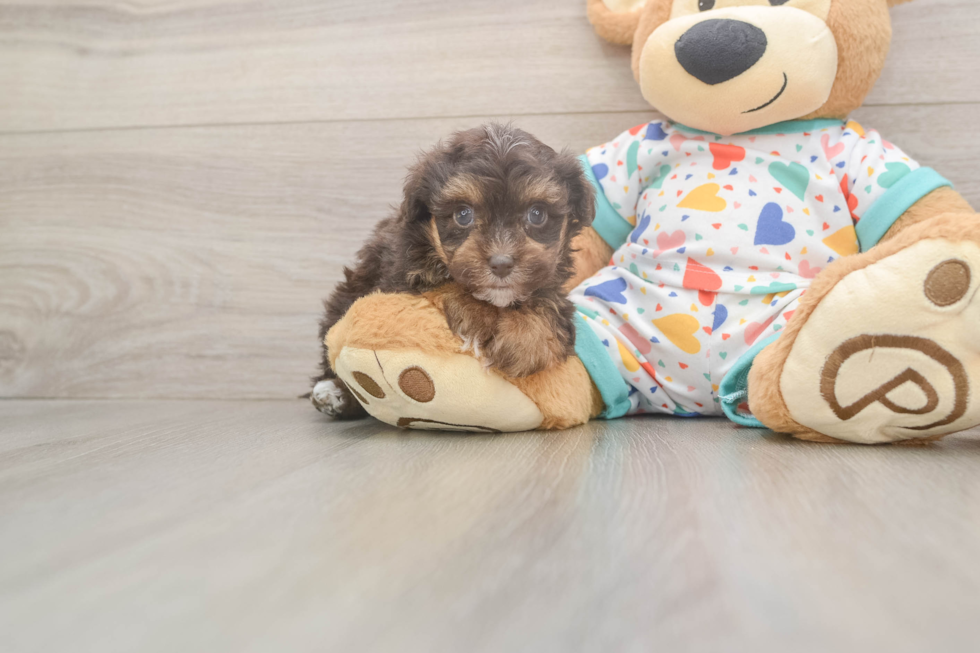 Energetic Havadoodle Poodle Mix Puppy