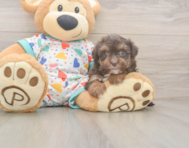 8 week old Havapoo Puppy For Sale - Seaside Pups