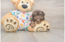 Havapoo Pup Being Cute
