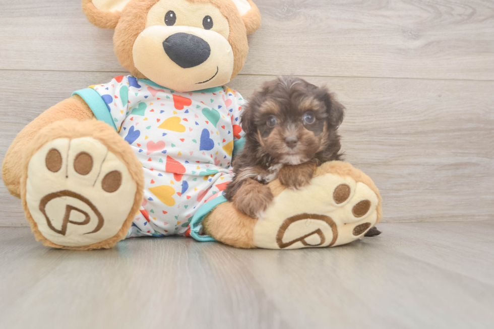 Havapoo Pup Being Cute