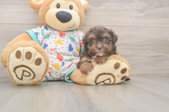 Havapoo Pup Being Cute