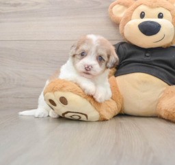 8 week old Havapoo Puppy For Sale - Seaside Pups