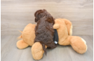 Havapoo Puppy for Adoption