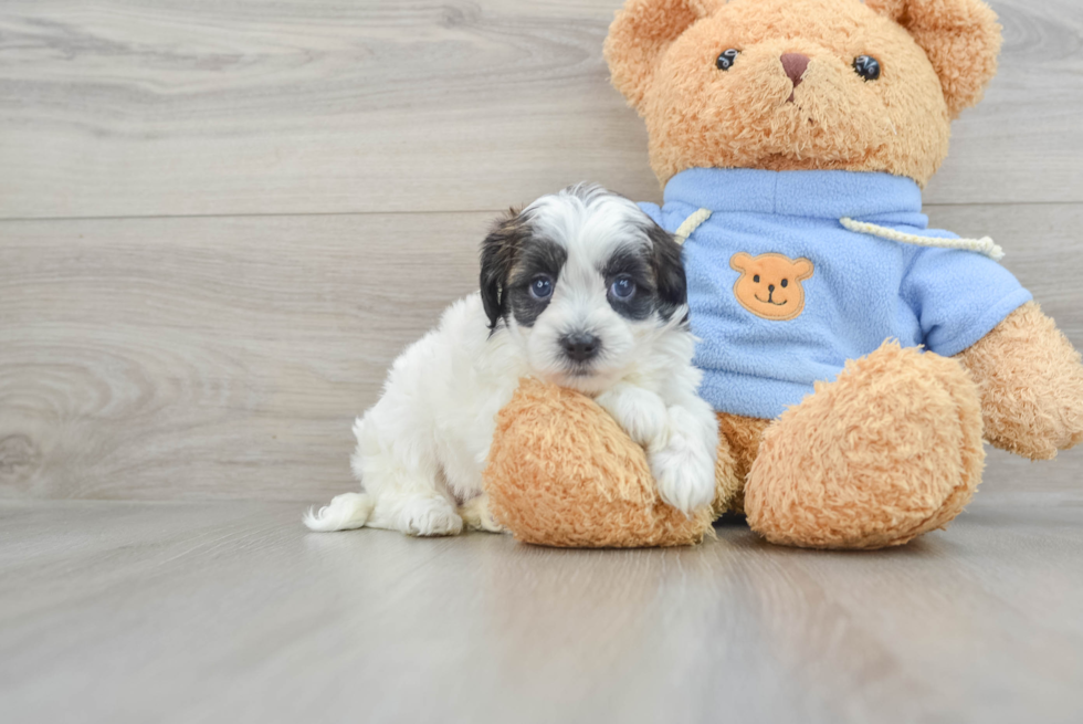 Little Havadoodle Poodle Mix Puppy