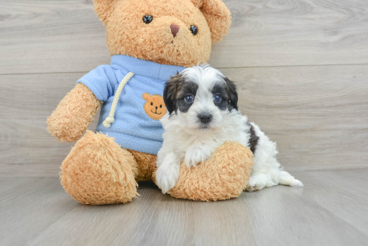 Fluffy Havapoo Poodle Mix Pup