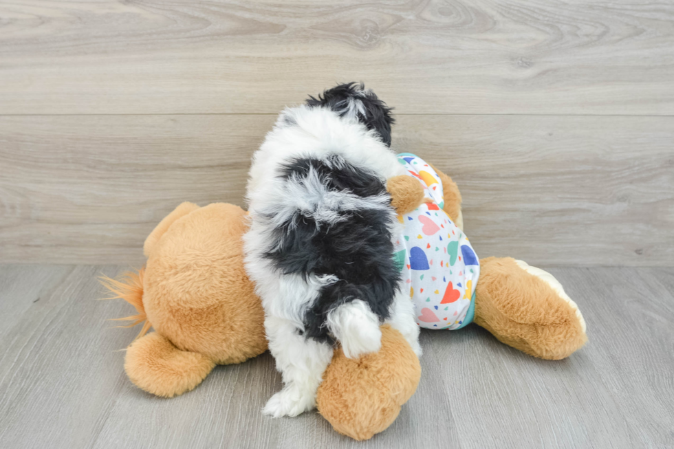 Popular Havapoo Poodle Mix Pup