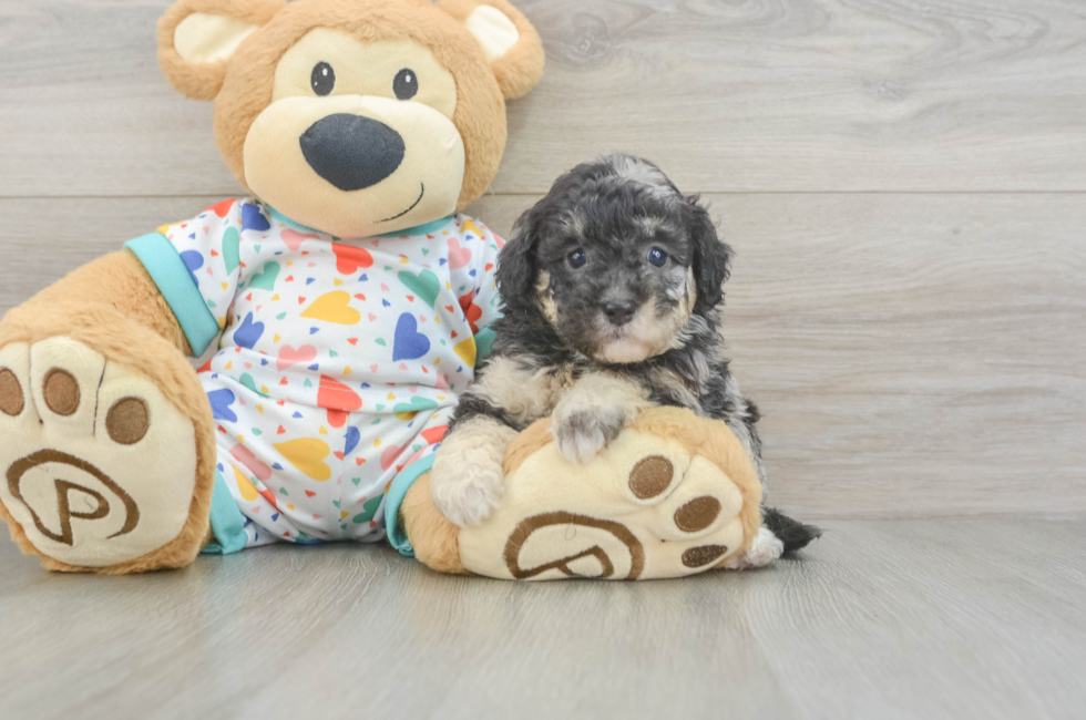 6 week old Havapoo Puppy For Sale - Seaside Pups