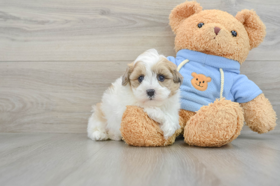 Playful Havadoodle Poodle Mix Puppy