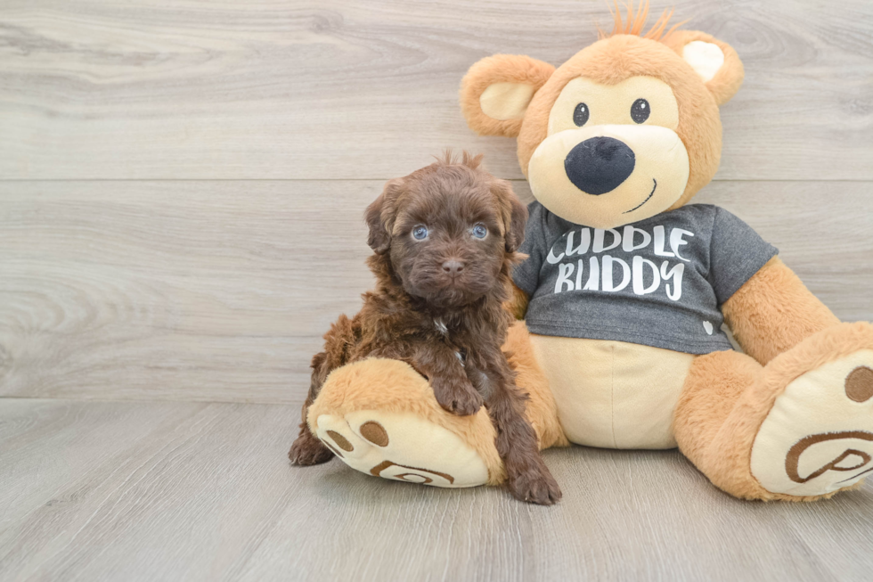 Petite Havapoo Poodle Mix Pup