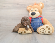 7 week old Havapoo Puppy For Sale - Seaside Pups