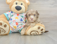 8 week old Havapoo Puppy For Sale - Seaside Pups