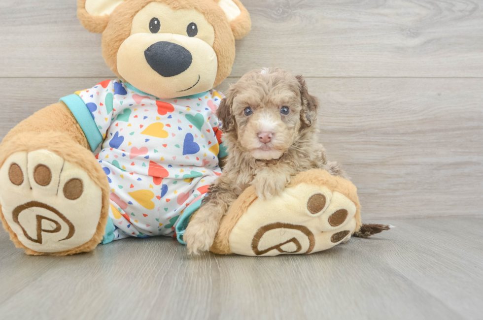 6 week old Havapoo Puppy For Sale - Seaside Pups