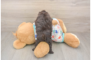 Funny Havapoo Poodle Mix Pup