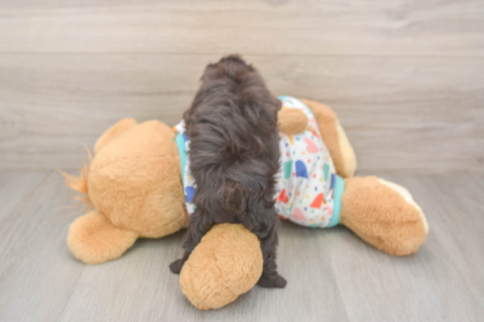 Funny Havapoo Poodle Mix Pup