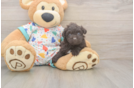 Popular Havapoo Poodle Mix Pup