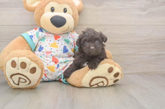 Popular Havapoo Poodle Mix Pup