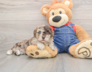9 week old Havapoo Puppy For Sale - Seaside Pups