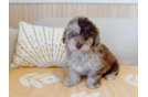 Cute Havadoodle Poodle Mix Puppy