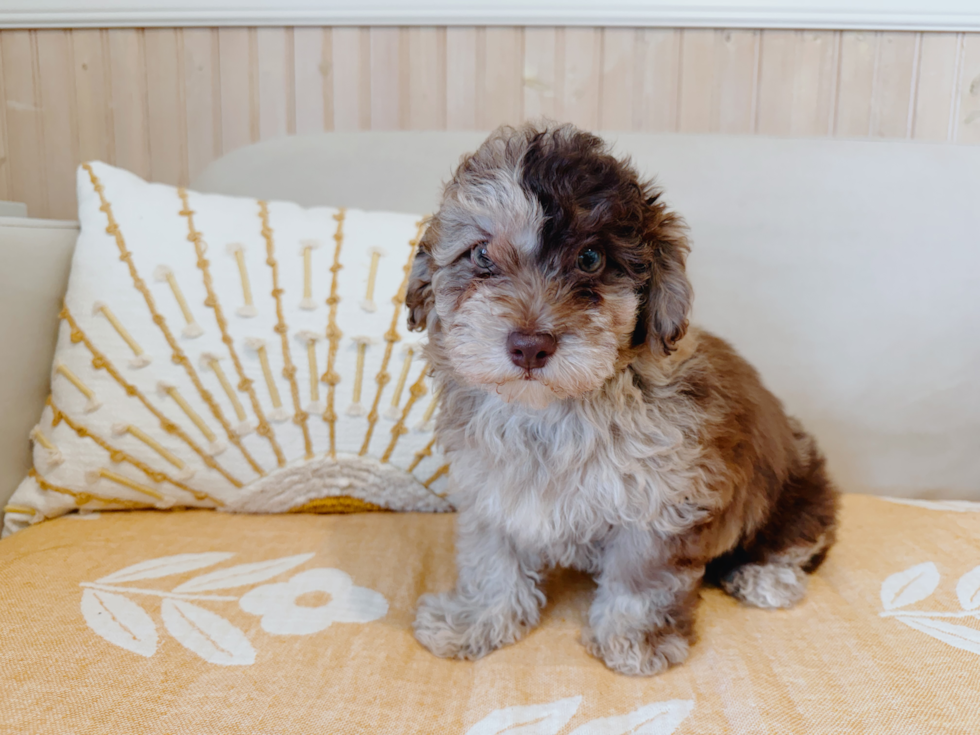 Cute Havadoodle Poodle Mix Puppy