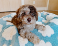 10 week old Havapoo Puppy For Sale - Seaside Pups