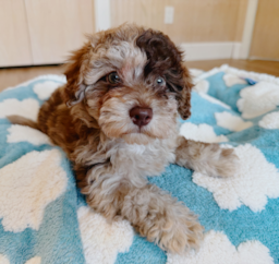 11 week old Havapoo Puppy For Sale - Seaside Pups