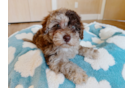 Havapoo Pup Being Cute