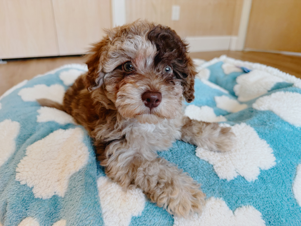 Havapoo Pup Being Cute