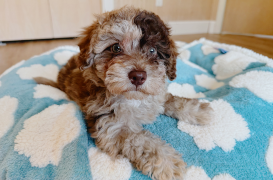 Havapoo Pup Being Cute